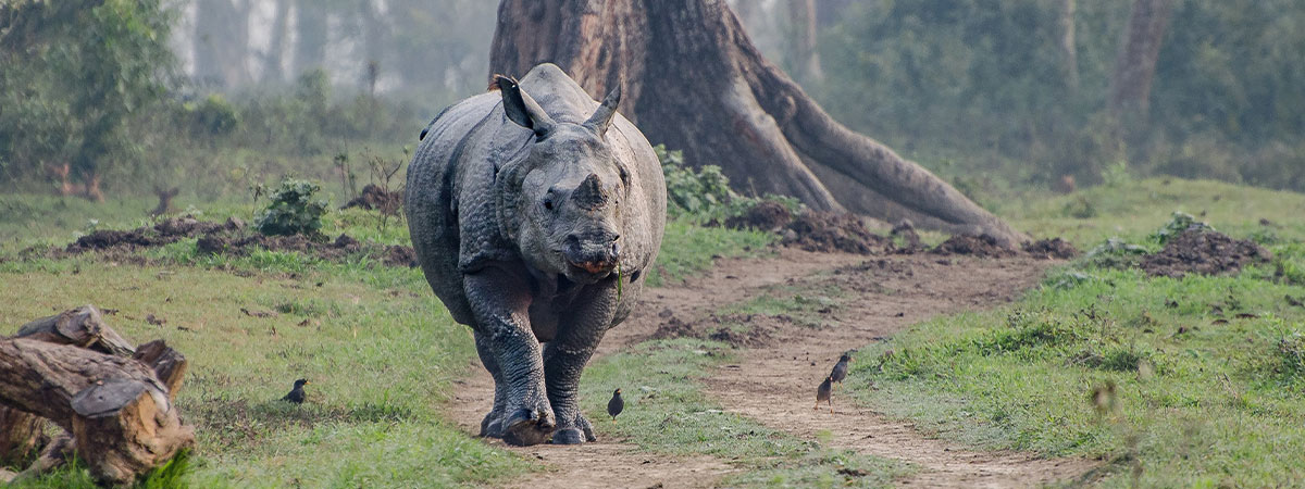 Explore Assam Meghalaya 6 Night 7 Day