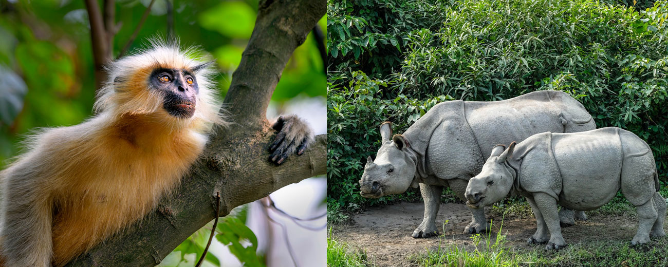 Wildlife Tour Packages